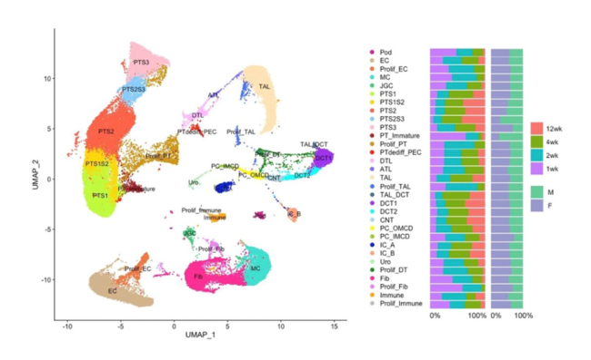 Map of single nuclear RNA sequencing of mouse kidneys