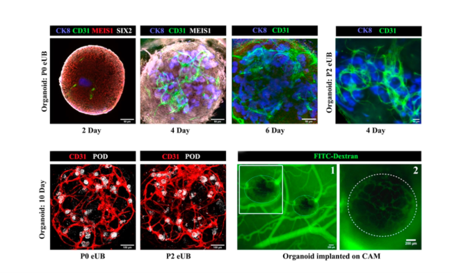 Small blood vessel formation in mouse embryonic stem cell organoids